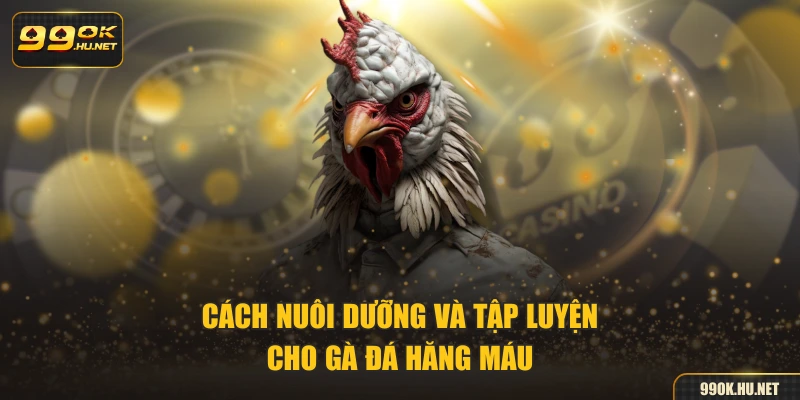 Cách nuôi dưỡng và tập luyện cho gà đá hăng máu