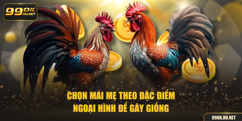 Chọn mái mẹ theo đặc điểm ngoại hình để gây giống