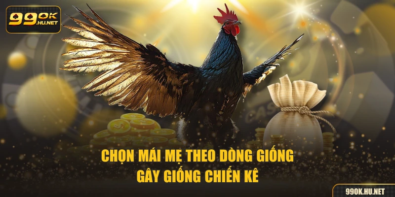 Chọn mái mẹ theo dòng giống gây giống chiến kê